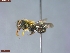  (Osmia grindeliae - UAM:Ento:458395)  @11 [ ] CreativeCommons  Attribution Non-Commercial No Derivatives (2023) Derek Sikes University of Alaska Museum