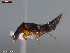  ( - UAM:Ento:480421)  @11 [ ] CreativeCommons  Attribution Non-Commercial No Derivatives (2023) Derek Sikes University of Alaska Museum