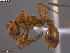 ( - UAM:Ento:500935)  @11 [ ] CreativeCommons  Attribution Non-Commercial No Derivatives (2024) Derek Sikes University of Alaska Museum
