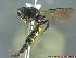  ( - UAM:Ento:145795)  @12 [ ] CreativeCommons - Attribution Non-Commercial No Derivatives (2014) Derek Sikes University of Alaska Museum