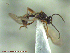  ( - UAM:Ento:145938)  @12 [ ] CreativeCommons - Attribution Non-Commercial No Derivatives (2014) Derek Sikes University of Alaska Museum