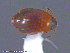  ( - UAM:Ento:146563)  @12 [ ] CreativeCommons - Attribution Non-Commercial No Derivatives (2014) Derek Sikes University of Alaska Museum
