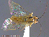  ( - UAM:Ento:145219)  @13 [ ] CreativeCommons - Attribution Non-Commercial No Derivatives (2014) Derek Sikes University of Alaska Museum