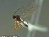  ( - UAM:Ento:145034)  @13 [ ] CreativeCommons - Attribution Non-Commercial No Derivatives (2014) Derek Sikes University of Alaska Museum