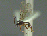  ( - UAM:Ento:145343)  @13 [ ] CreativeCommons - Attribution Non-Commercial No Derivatives (2014) Derek Sikes University of Alaska Museum