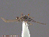  ( - UAM:Ento:155542)  @12 [ ] CreativeCommons - Attribution Non-Commercial No Derivatives (2014) Derek Sikes University of Alaska Museum