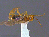 ( - UAM:Ento:154055)  @13 [ ] CreativeCommons - Attribution Non-Commercial No Derivatives (2014) Derek Sikes University of Alaska Museum