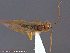  ( - UAM:Ento:153174)  @12 [ ] CreativeCommons - Attribution Non-Commercial No Derivatives (2014) Derek Sikes University of Alaska Museum