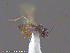  ( - UAM:Ento:153809)  @12 [ ] CreativeCommons - Attribution Non-Commercial No Derivatives (2014) Derek Sikes University of Alaska Museum
