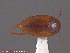  ( - UAM:Ento:203383)  @12 [ ] CreativeCommons - Attribution Non-Commercial No Derivatives (2014) Derek Sikes University of Alaska Museum