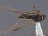  ( - UAM:Ento:233519)  @13 [ ] CreativeCommons - Attribution Non-Commercial No Derivatives (2014) Derek Sikes University of Alaska Museum