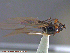  ( - UAM:Ento:230461)  @12 [ ] CreativeCommons - Attribution Non-Commercial No Derivatives (2014) Derek Sikes University of Alaska Museum