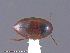  ( - UAM:Ento:216569)  @11 [ ] CreativeCommons - Attribution Non-Commercial No Derivatives (2014) Derek Sikes University of Alaska Museum