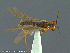  ( - UAM:Ento:231895)  @13 [ ] CreativeCommons - Attribution Non-Commercial No Derivatives (2014) Derek Sikes University of Alaska Museum
