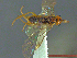  ( - UAM:Ento:231894)  @12 [ ] CreativeCommons - Attribution Non-Commercial No Derivatives (2014) Derek Sikes University of Alaska Museum