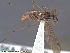  ( - UAM:Ento:230764)  @12 [ ] CreativeCommons - Attribution Non-Commercial No Derivatives (2014) Derek Sikes University of Alaska Museum