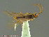  ( - UAM:Ento:233058)  @12 [ ] CreativeCommons - Attribution Non-Commercial No Derivatives (2014) Derek Sikes University of Alaska Museum