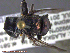 ( - UAM:Ento:232037)  @14 [ ] CreativeCommons - Attribution Non-Commercial No Derivatives (2014) Derek Sikes University of Alaska Museum