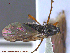  ( - UAM:Ento:232086)  @13 [ ] CreativeCommons - Attribution Non-Commercial No Derivatives (2014) Derek Sikes University of Alaska Museum