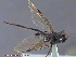  ( - UAM:Ento:232085)  @13 [ ] CreativeCommons - Attribution Non-Commercial No Derivatives (2014) Derek Sikes University of Alaska Museum