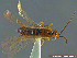  ( - UAM:Ento:232016)  @13 [ ] CreativeCommons - Attribution Non-Commercial No Derivatives (2014) Derek Sikes University of Alaska Museum