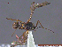  ( - UAM:Ento:232026)  @12 [ ] CreativeCommons - Attribution Non-Commercial No Derivatives (2014) Derek Sikes University of Alaska Museum