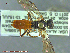  ( - UAM:Ento:232843)  @13 [ ] CreativeCommons - Attribution Non-Commercial No Derivatives (2014) Derek Sikes University of Alaska Museum