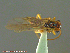  ( - UAM:Ento:232844)  @12 [ ] CreativeCommons - Attribution Non-Commercial No Derivatives (2014) Derek Sikes University of Alaska Museum