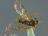  ( - UAM:Ento:232848)  @12 [ ] CreativeCommons - Attribution Non-Commercial No Derivatives (2014) Derek Sikes University of Alaska Museum