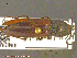  ( - UAM:Ento:240715)  @13 [ ] CreativeCommons - Attribution Non-Commercial No Derivatives (2014) Derek Sikes University of Alaska Museum