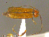  (Silis pallida - UAM:Ento:241252)  @13 [ ] CreativeCommons - Attribution Non-Commercial No Derivatives (2014) Derek Sikes University of Alaska Museum