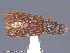  ( - UAM:Ento:245355)  @11 [ ] CreativeCommons - Attribution Non-Commercial No Derivatives (2014) Derek Sikes University of Alaska Museum