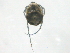  ( - BIOUG15122-A11)  @11 [ ] CreativeCommons - Attribution (2014) CBG Photography Group Centre for Biodiversity Genomics