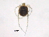  ( - BIOUG15122-C11)  @11 [ ] CreativeCommons - Attribution (2014) CBG Photography Group Centre for Biodiversity Genomics