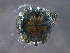  ( - BIOUG15122-D04)  @13 [ ] CreativeCommons - Attribution (2015) CBG Photography Group Centre for Biodiversity Genomics