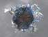  ( - BIOUG15122-G12)  @13 [ ] CreativeCommons - Attribution (2015) CBG Photography Group Centre for Biodiversity Genomics