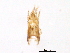  (Avenzoaria - BIOUG15123-D11)  @11 [ ] CreativeCommons - Attribution (2014) CBG Photography Group Centre for Biodiversity Genomics