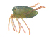  (Arrenurus rufopyriformis - BIOUG19579-A02)  @11 [ ] CreativeCommons - Attribution (2018) CBG Photography Group Centre for Biodiversity Genomics