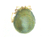  ( - BIOUG19579-A04)  @11 [ ] CreativeCommons - Attribution (2018) CBG Photography Group Centre for Biodiversity Genomics