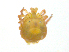  ( - BIOUG19579-A05)  @11 [ ] CreativeCommons - Attribution (2018) CBG Photography Group Centre for Biodiversity Genomics