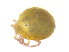  ( - BIOUG19579-A06)  @11 [ ] CreativeCommons - Attribution (2018) CBG Photography Group Centre for Biodiversity Genomics