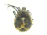  ( - BIOUG19580-A01)  @11 [ ] CreativeCommons - Attribution (2019) CBG Photography Group Centre for Biodiversity Genomics