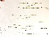  (Urospora wormskioldii - GWS006374)  @11 [ ] Unspecified (default): All Rights Reserved  Unspecified Unspecified