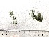  (Urospora bangioides - GWS008147)  @11 [ ] Unspecified (default): All Rights Reserved  Unspecified Unspecified