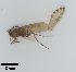  (Limnephilus acnestus - UCOL_0368)  @11 [ ] CreativeCommons  Attribution Non-Commercial Share-Alike (2023) Unspecified Brigham Young University
