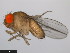  (Drosophila subpulchrella - 14023-0401.01)  @11 [ ] Copyright (2011) CBG Photography Group Centre for Biodiversity Genomics