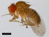  (Drosophila parabipectinata - 14024-0401.12)  @11 [ ] Copyright (2011) CBG Photography Group Centre for Biodiversity Genomics