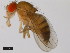  (Drosophila ficusphila - 14025-0441.05)  @11 [ ] Copyright (2011) CBG Photography Group Centre for Biodiversity Genomics