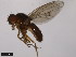  ( - 15010-0981.00)  @11 [ ] CreativeCommons - Attribution Non-Commercial Share-Alike (2011) ANIC/CBG Photography Group ANIC/Centre for Biodiversity Genomics