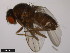  ( - 15010-0981.02)  @11 [ ] CreativeCommons - Attribution Non-Commercial Share-Alike (2011) ANIC/CBG Photography Group ANIC/Centre for Biodiversity Genomics